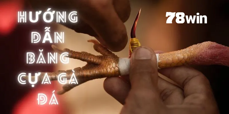 cách băng cựa gà đá